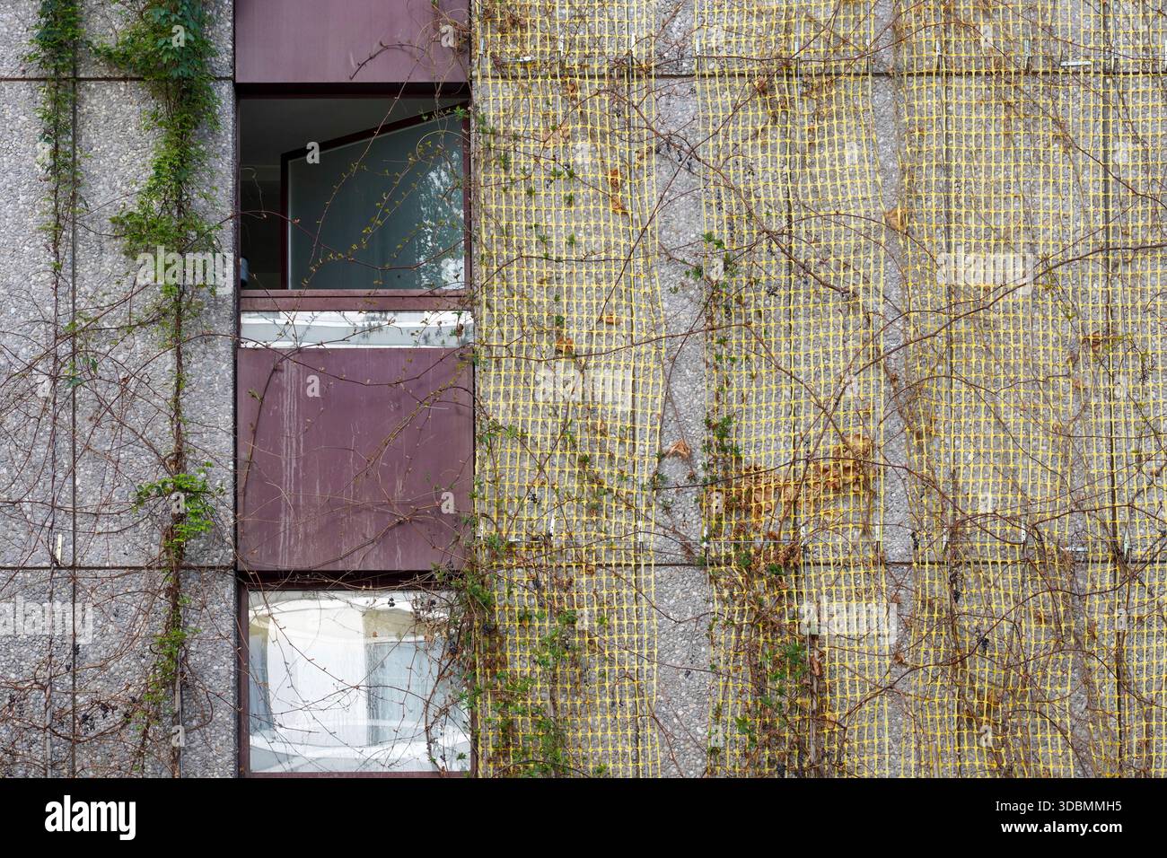 Nature urbaine : façade avec Ivy. Une façade à Zurich, en Suisse, combine béton, grillage et lierre. Les vignes se déplacent vers le haut, ramollissant la structure. Les fenêtres s'ouvrent à un mélange de vie sauvage et urbaine. Banque D'Images