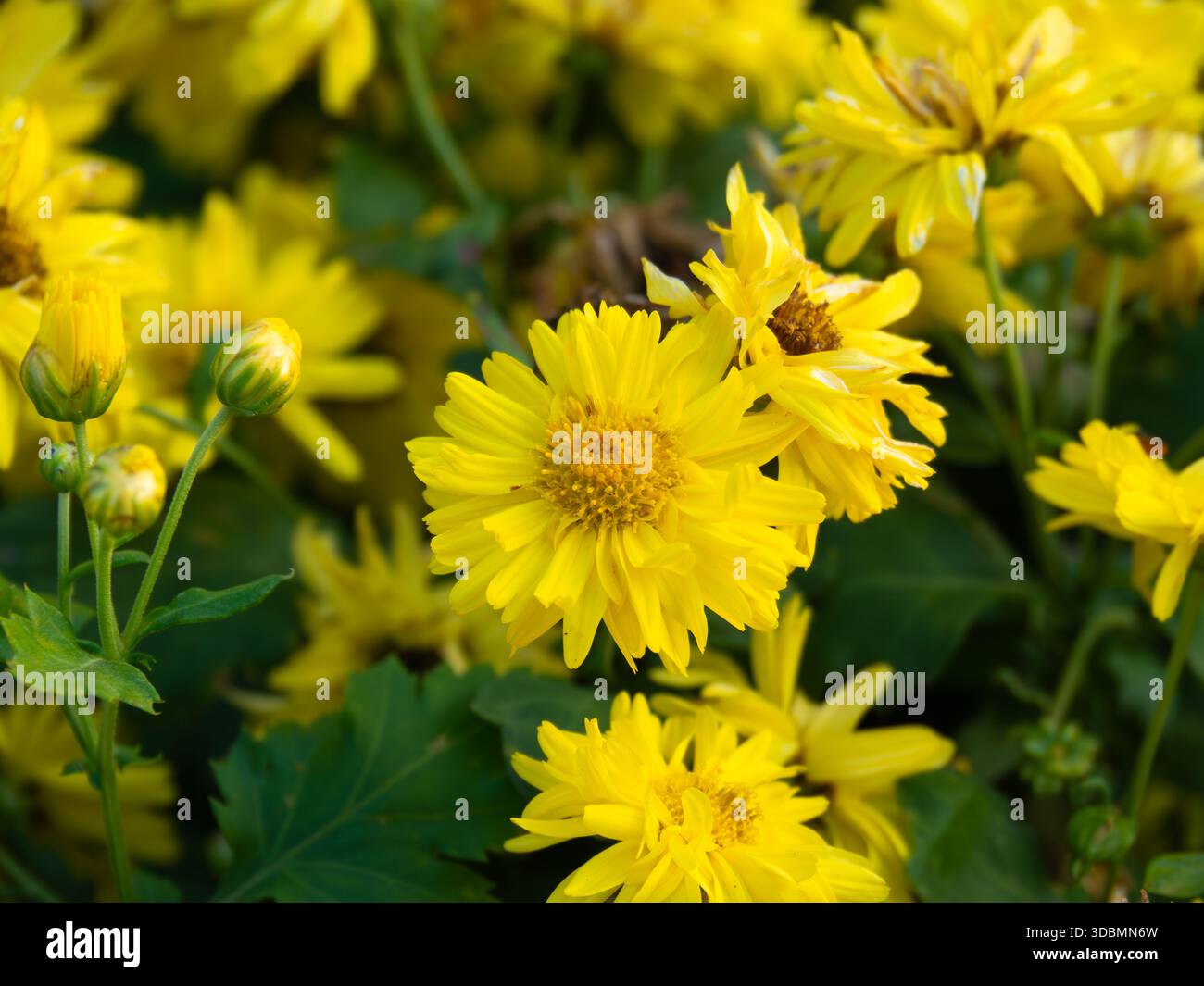 Gros plan fleurs jaunes de chrysanthème (chrysanthème Morifolium) en pleine floraison, poussant dans le jardin. Pétales multicouches brillants et feuilles vertes fraîches. Banque D'Images