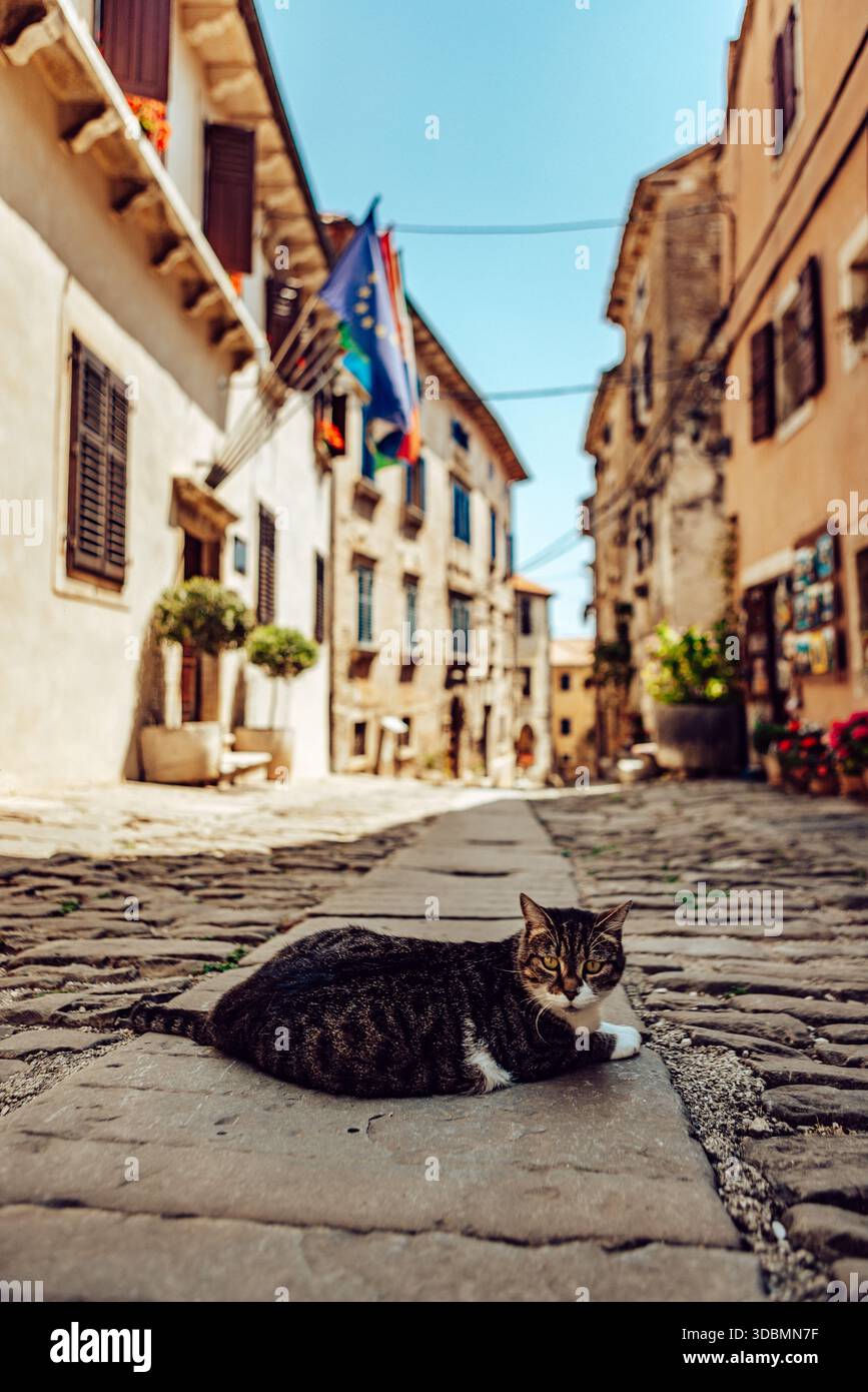 Vue aérienne d'un salon de chat attentif sur une rue pavée, encadrée par les teintes chaudes des bâtiments historiques et le drapeau croate vibrant, Grožnjan, Banque D'Images