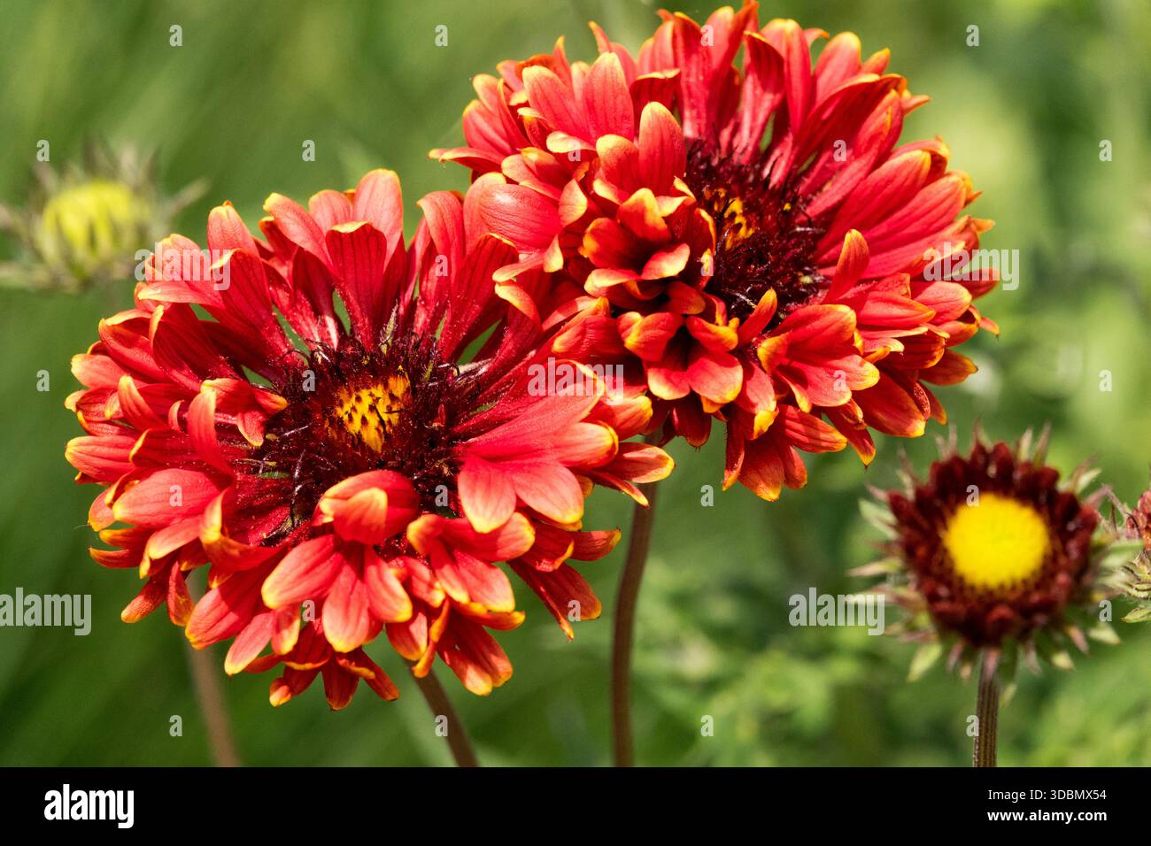 Gaillardia grandiflora fleur de Gaillardia rouge Banque D'Images