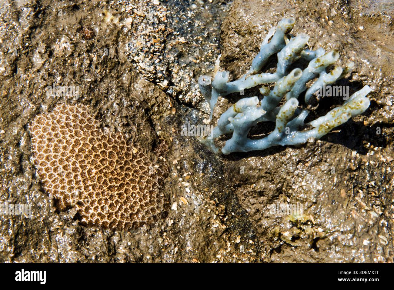 Vue du contraste de texture entre le corail en nid d'abeilles et l'éponge ramifiante sur un rivage boueux, exposé par la marée basse, Mumbai, Maharashtra, Inde. Banque D'Images