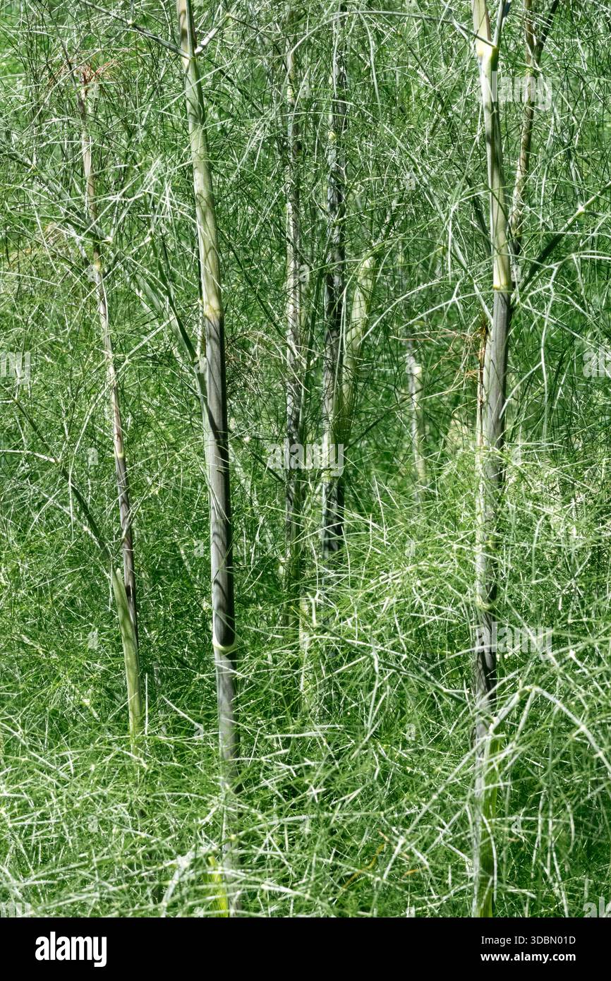 Tiges de fenouil commun Foeniculum vulgare Banque D'Images