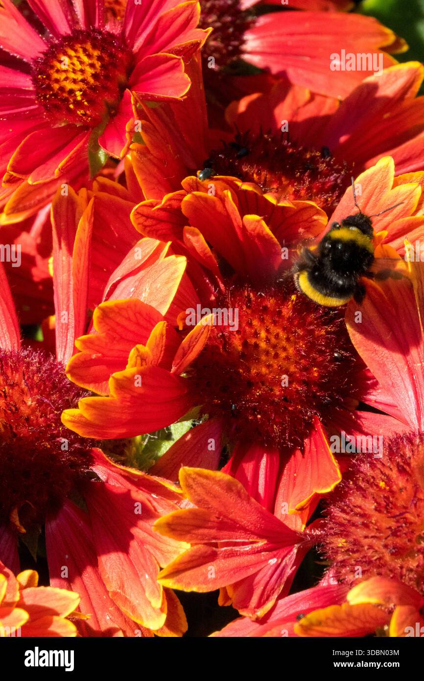 Fleur de bourdon Gaillardia Blanket Flower Banque D'Images