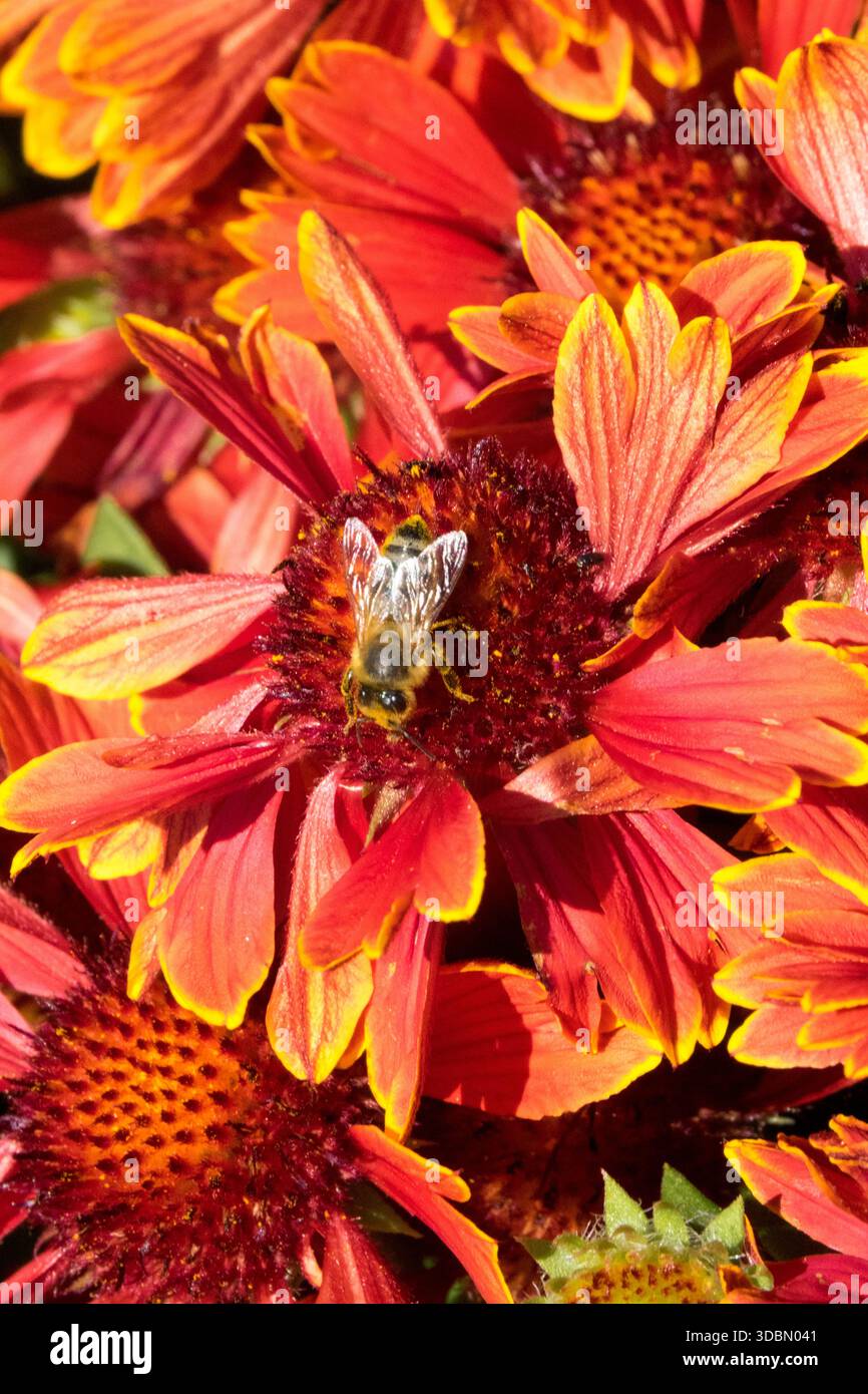 Fleur d'abeille miel Gaillardia Banque D'Images