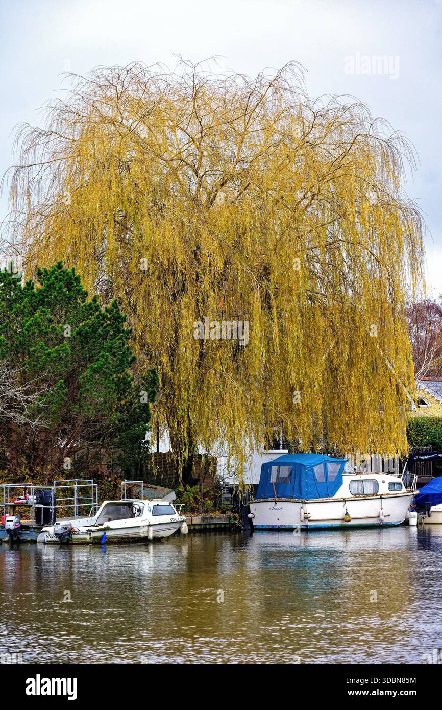 Un saule pleureur Salix Chrysocoma au bord de la rivière à Shepperton un jour d'hiver, Surrey Angleterre Royaume-Uni Banque D'Images