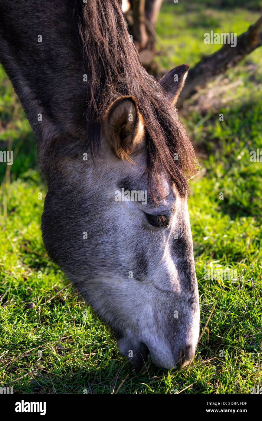 un cheval gris moucheté mange de l'herbe dans le parc sous les doux rayons du soleil d'hiver Banque D'Images
