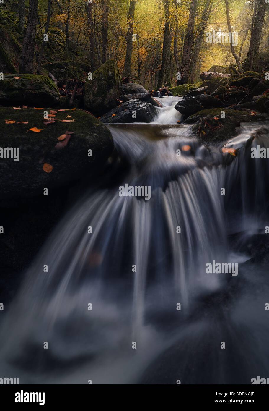 L'eau douce coule sur les roches moussues dans la forêt de Canencia, entourée de feuilles d'automne dorées et de lumière de montagne paisible. Banque D'Images