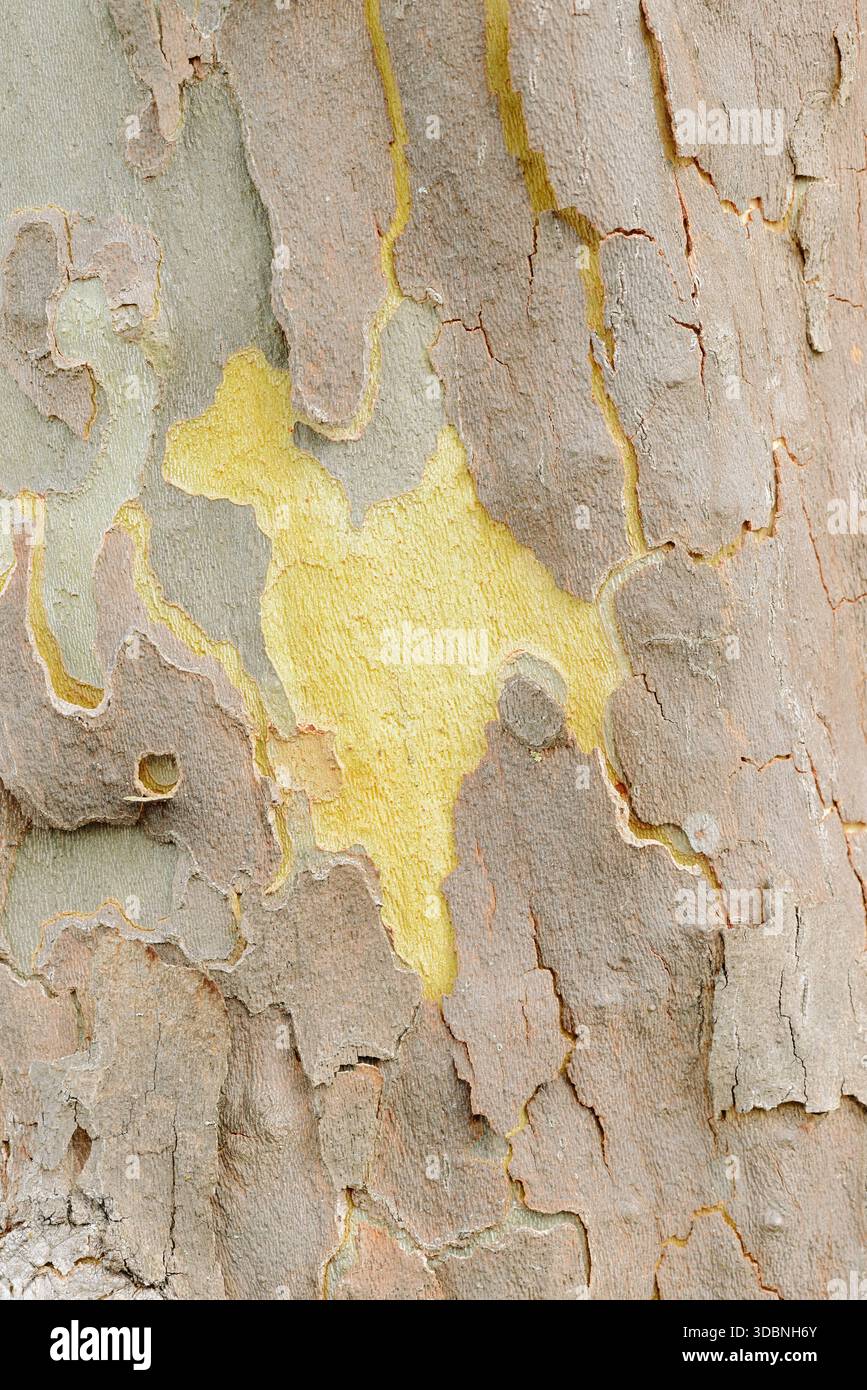 Platane à feuilles d'érable ou platane commun (Platanus x hispanica, Platanus x acerifolia), écorce d'arbre, Rhénanie du Nord-Westphalie, Allemagne Banque D'Images
