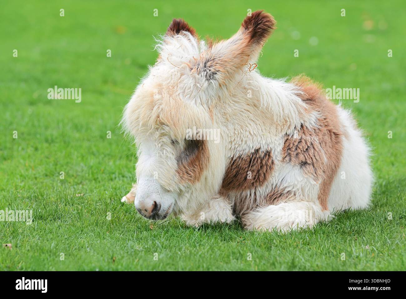Âne domestique (Equus asinus asinus), poulain se trouvant dans un pré, Rhénanie du Nord-Westphalie, Allemagne Banque D'Images
