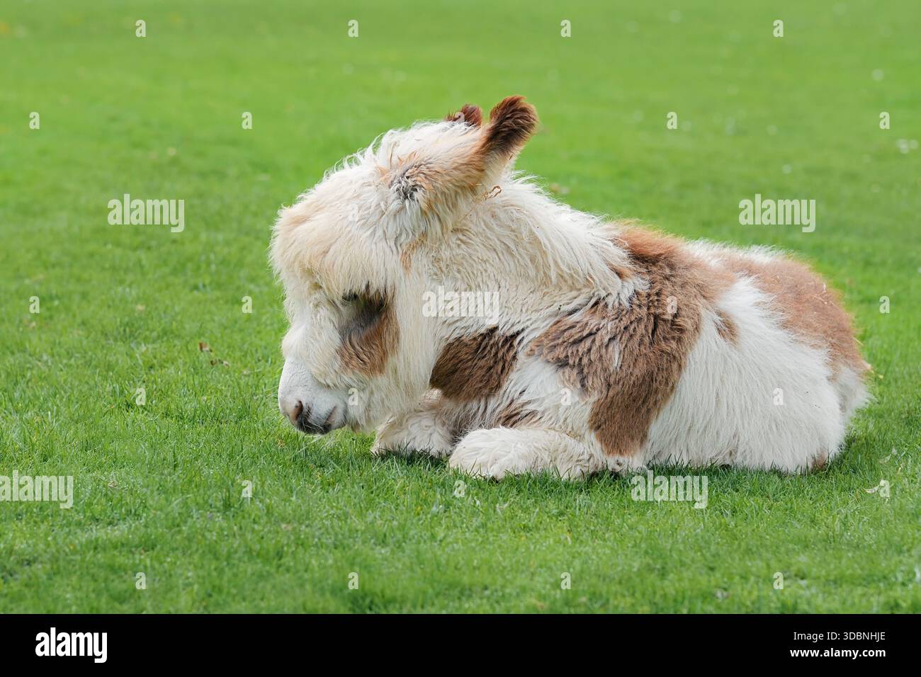 Âne domestique (Equus asinus asinus), poulain se trouvant dans un pré, Rhénanie du Nord-Westphalie, Allemagne Banque D'Images