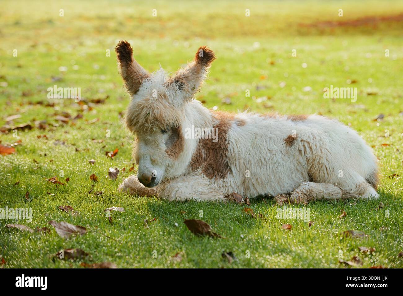 Âne domestique (Equus asinus asinus), poulain se trouvant dans un pré, Rhénanie du Nord-Westphalie, Allemagne Banque D'Images