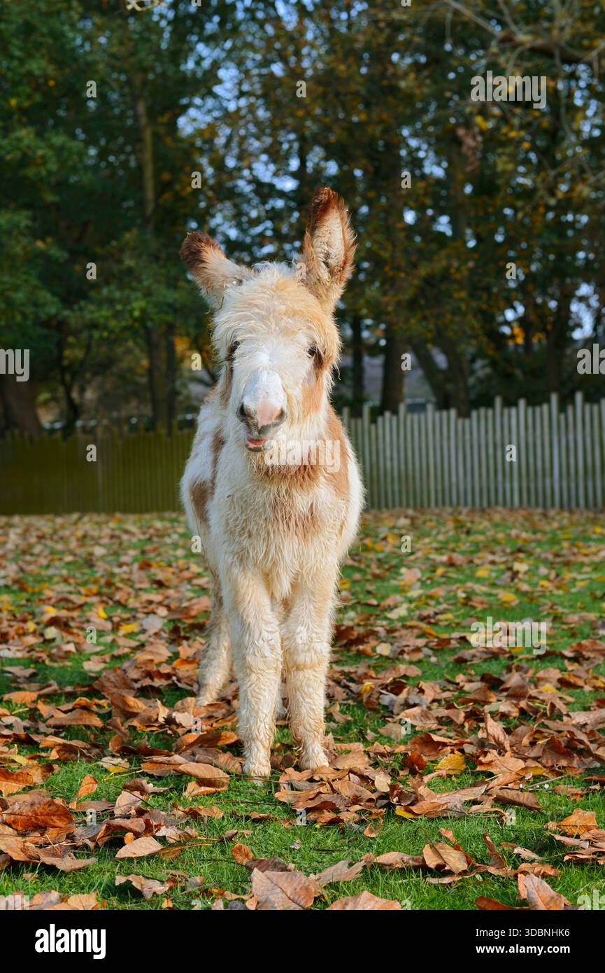 Âne domestique (Equus asinus asinus), poulain, Rhénanie du Nord-Westphalie, Allemagne Banque D'Images