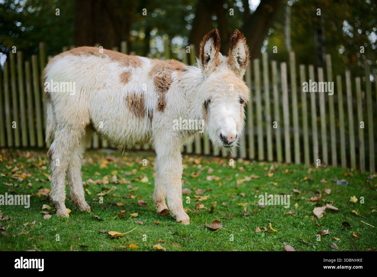 Âne domestique (Equus asinus asinus), poulain, Rhénanie du Nord-Westphalie, Allemagne Banque D'Images