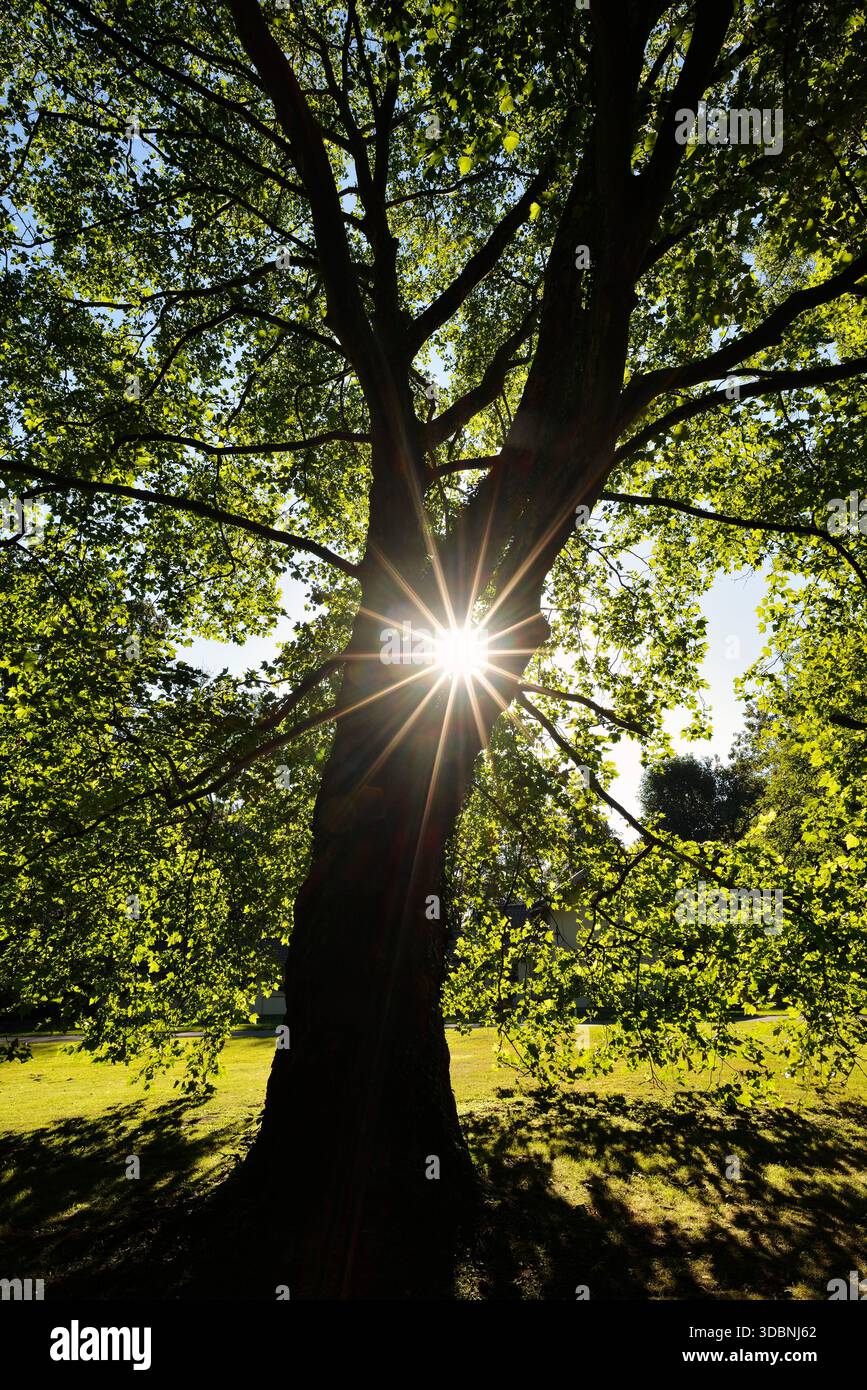 Platane à feuilles d'érable ou platane commun (Platanus x hispanica, Platanus x acerifolia) contre la lumière, Rhénanie du Nord-Westphalie, Allemagne Banque D'Images