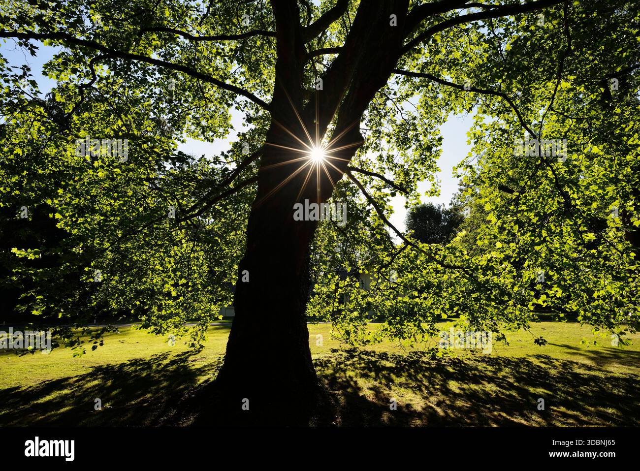 Platane à feuilles d'érable ou platane commun (Platanus x hispanica, Platanus x acerifolia) contre la lumière, Rhénanie du Nord-Westphalie, Allemagne Banque D'Images
