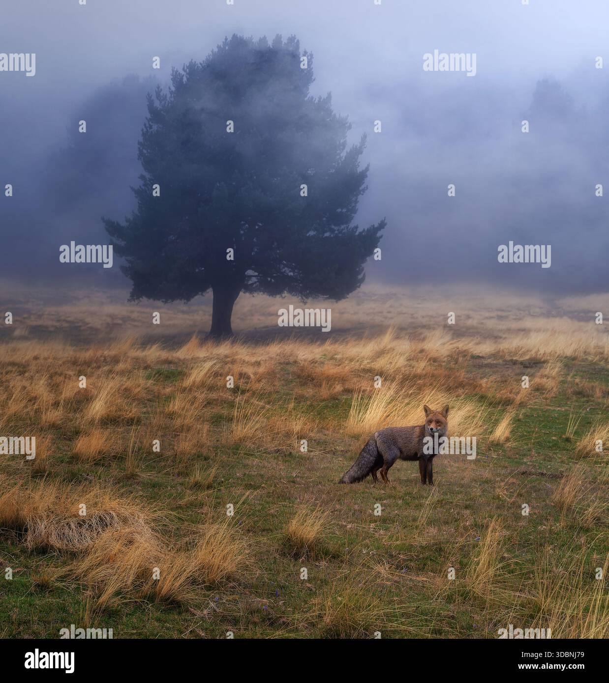 Un renard roux sauvage est en alerte dans un pré brumeux près des montagnes de Madrid, entouré de brouillard et d'herbe dorée sèche. Banque D'Images