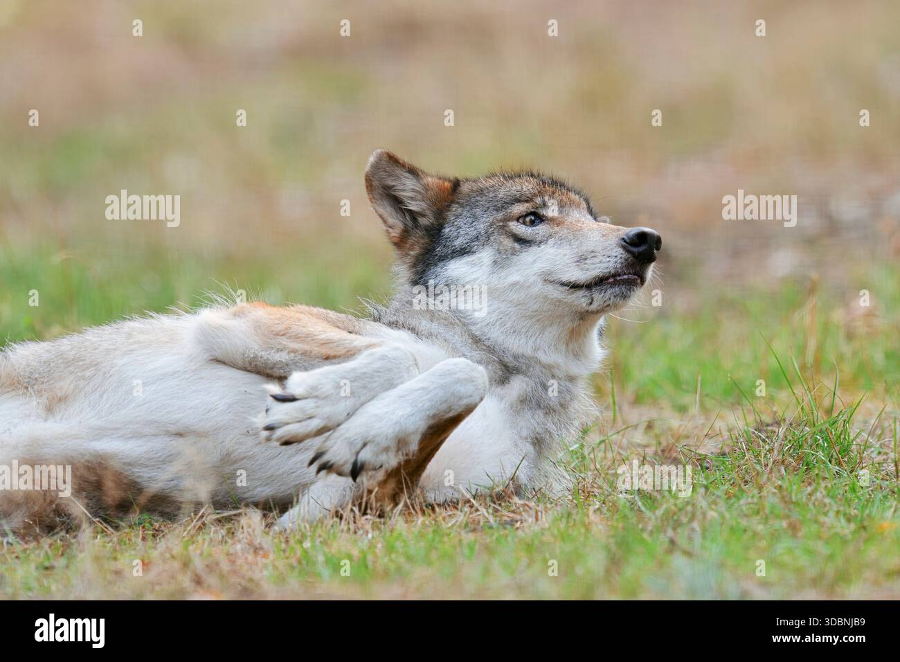 Loup eurasien ou loup européen (Canis lupus lupus), Allemagne Banque D'Images