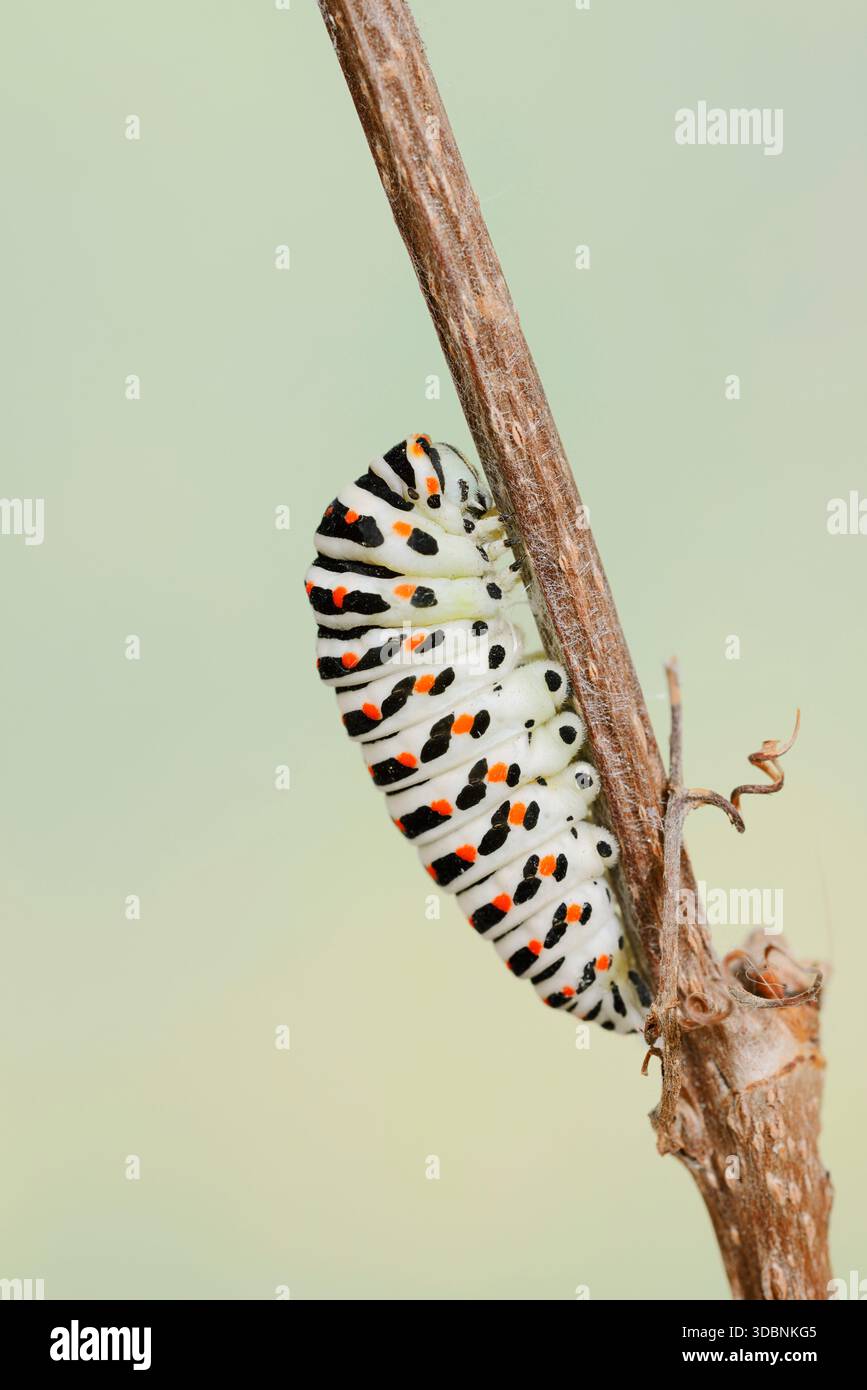 Queue d'aronde (Papilio machaon), chenille peu avant la pupation, Rhénanie du Nord-Westphalie, Allemagne Banque D'Images