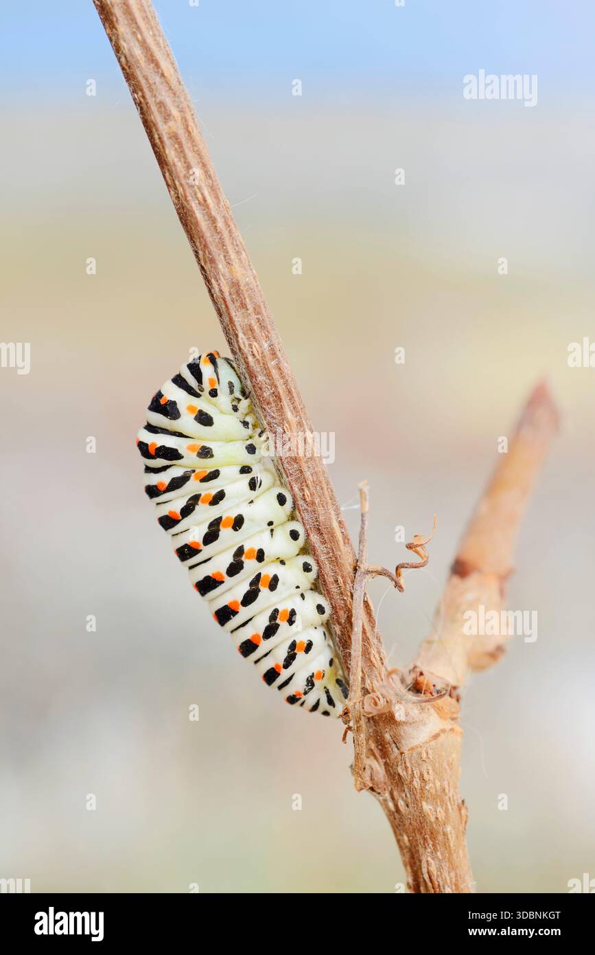 Queue d'aronde (Papilio machaon), chenille peu avant la pupation, Rhénanie du Nord-Westphalie, Allemagne Banque D'Images