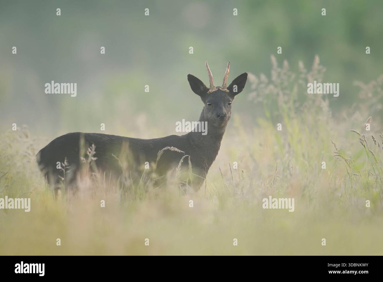 Chevreuil d'Europe (Capreolus capreolus), roebuck noir debout dans la brume matinale sur un pré, basse-Saxe, Allemagne Banque D'Images