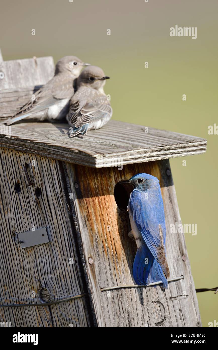 Oiseau bleu des montagnes (Sialia currucoides), mâles et jeunes oiseaux au nichoir, parc national des Lacs-Waterton, Alberta, Canada Banque D'Images