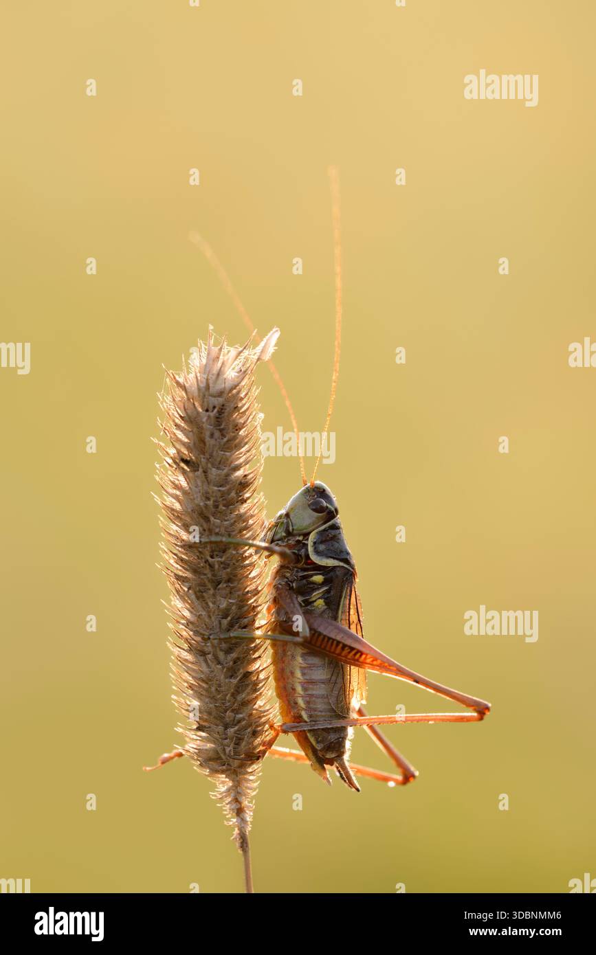 Mante de Roesel (Roeseliana roeselii, Metrioptera roeselii), mâle, Rhénanie-du-Nord-Westphalie, Allemagne Banque D'Images