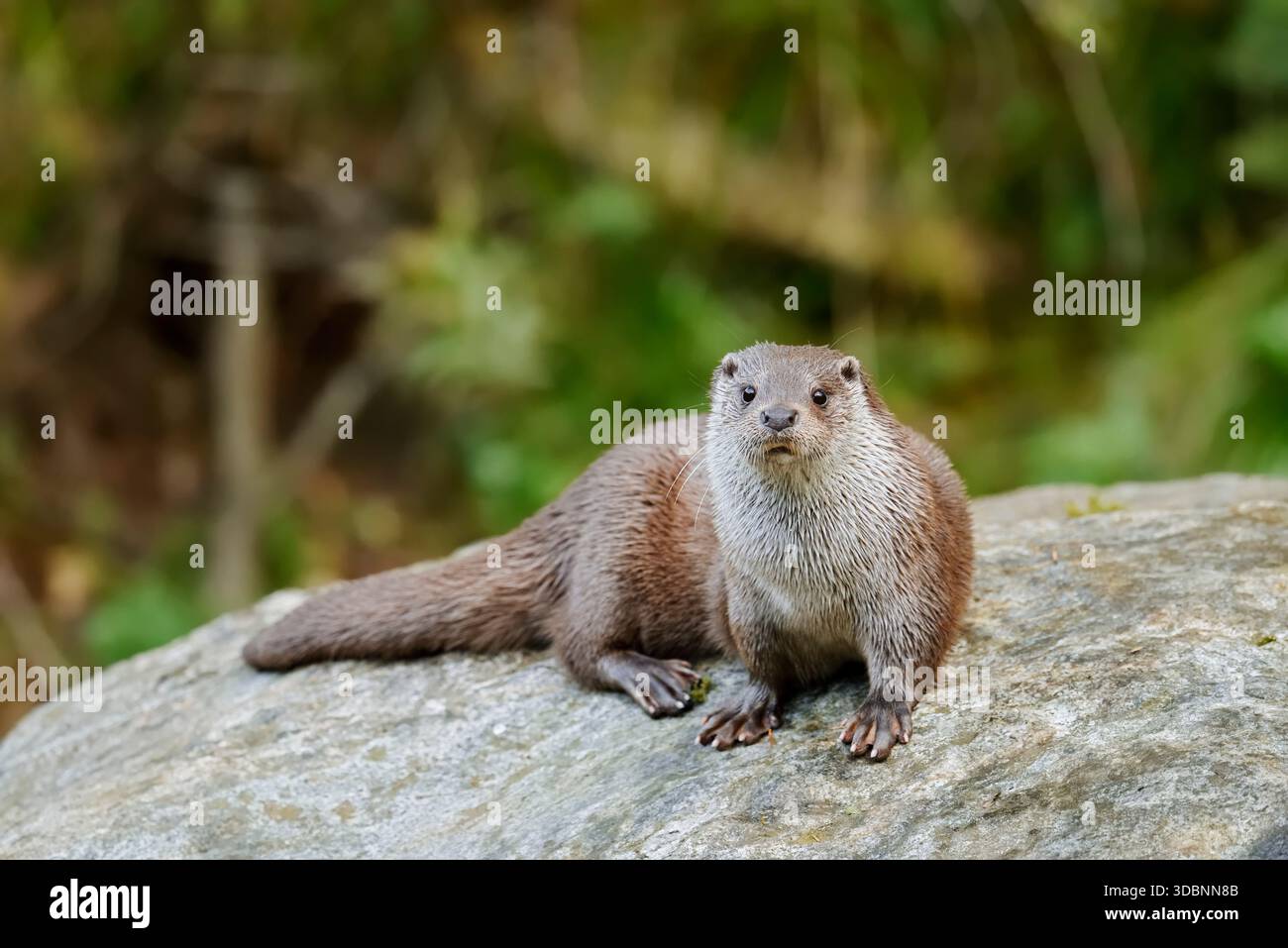 Loutre eurasienne ou loutre européenne (Lutra lutra), Allemagne Banque D'Images