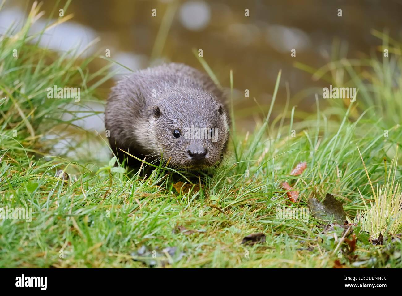 Loutre eurasienne ou loutre européenne (Lutra lutra), Allemagne Banque D'Images