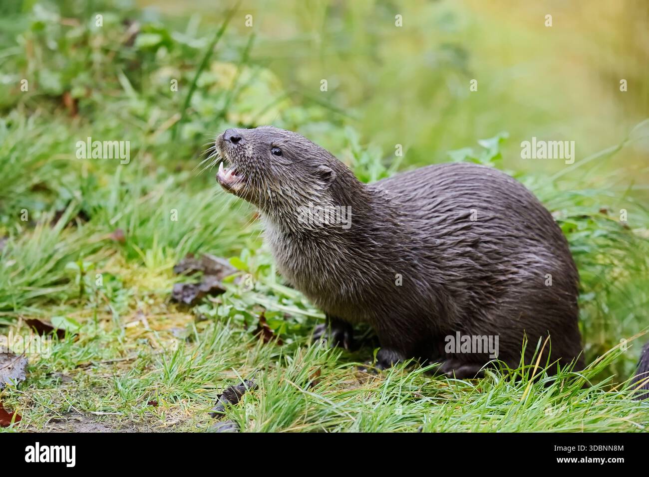 Loutre eurasienne ou loutre européenne (Lutra lutra) se nourrissant sur le rivage, Allemagne Banque D'Images