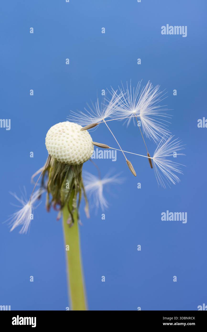 Pissenlit commun (Taraxacum sect. Ruderalia, Taraxacum officinale), inflorescence avec graines, Rhénanie du Nord-Westphalie, Allemagne Banque D'Images