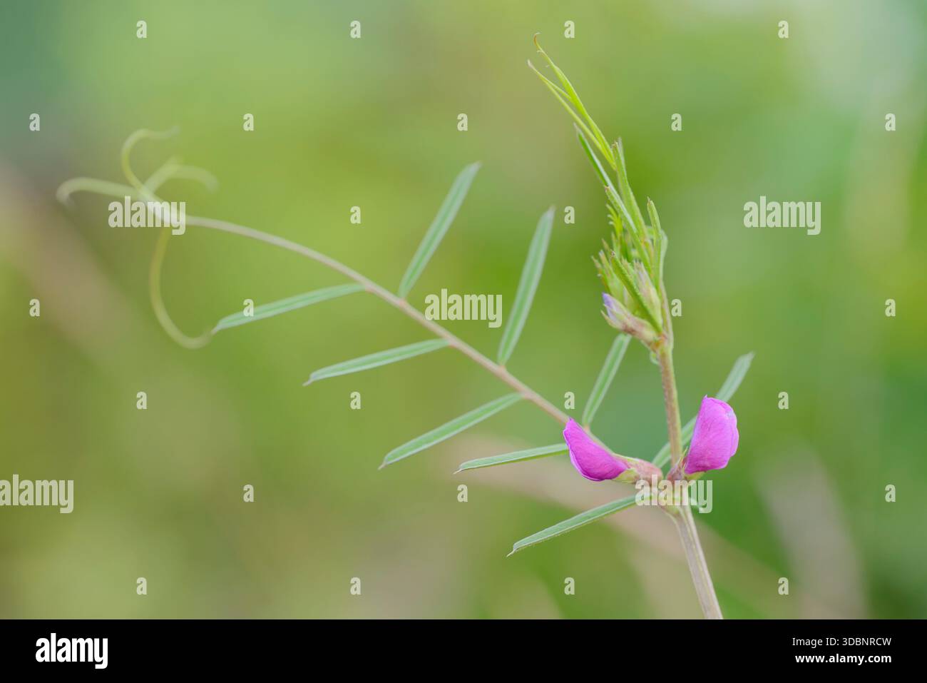 Vestes de printemps ou vestes naines de printemps (Vicia lathyroides), Rhénanie du Nord-Westphalie, Allemagne Banque D'Images
