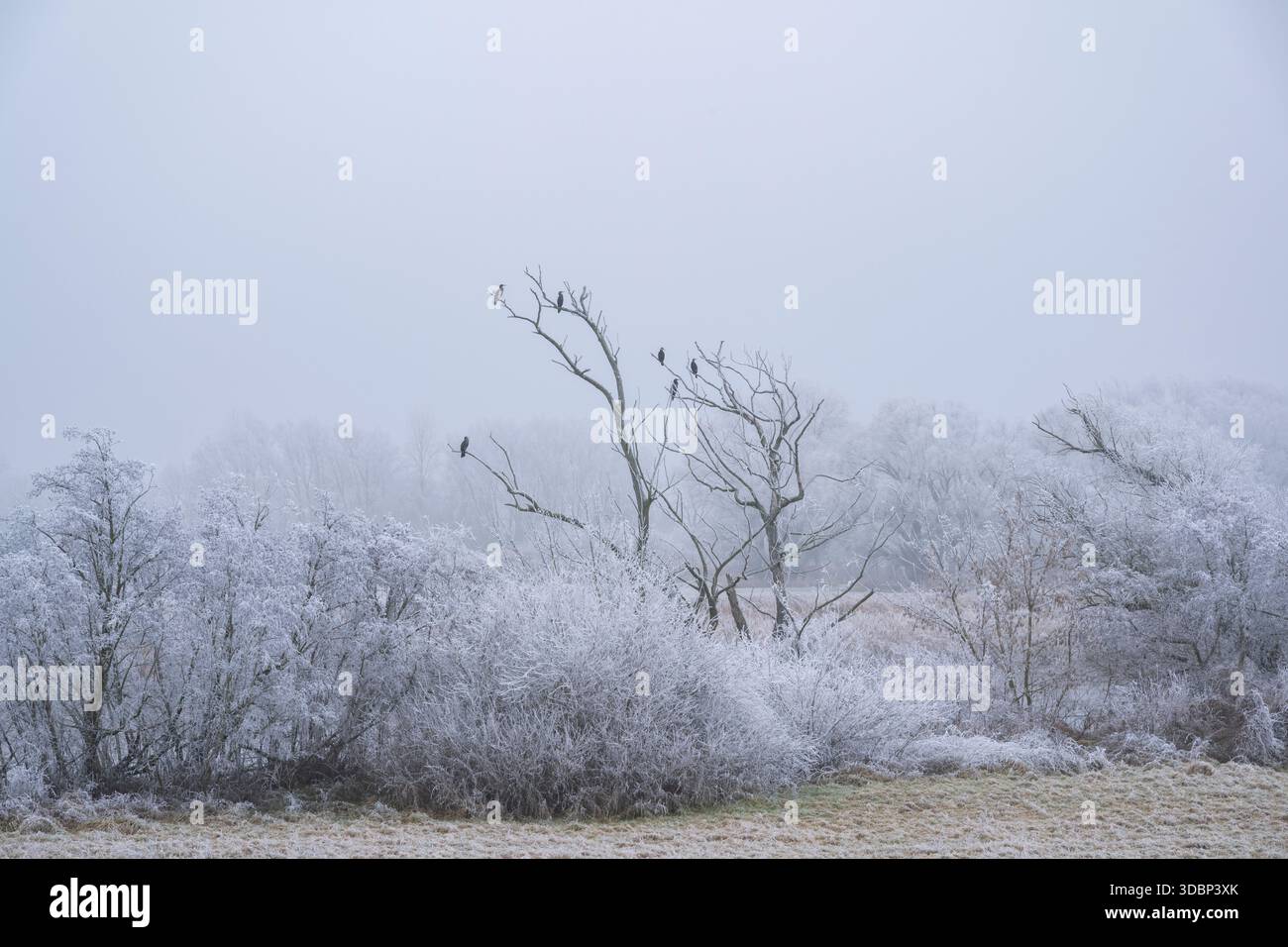 Grand cormoran (Phalacrocorax carbo) assis sur un vieil arbre avec du givre sur les branches en hiver, Bavière, Allemagne, Europe Banque D'Images
