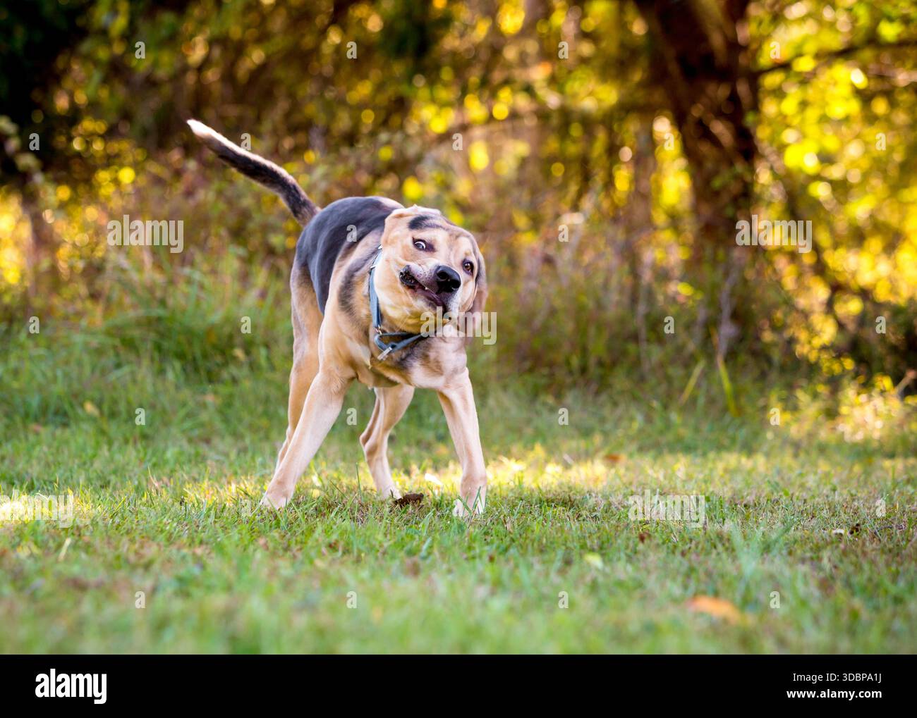 Chien de race mixte Hound x Shepherd debout à l'extérieur et secouant la tête d'un côté à l'autre Banque D'Images