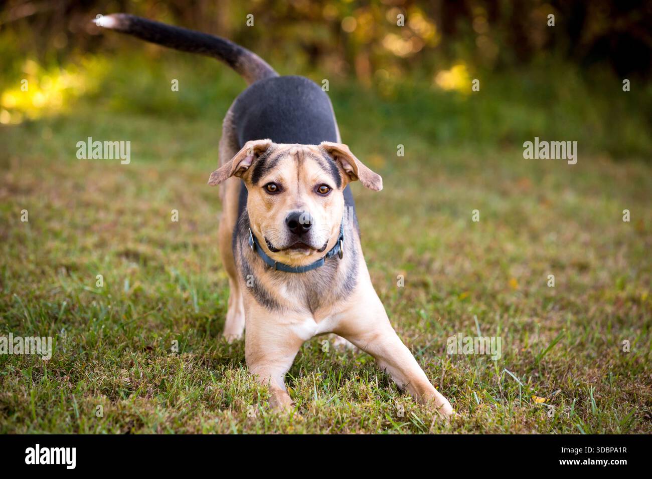 Chien de race mixte Hound x Shepherd s'étirant à l'extérieur dans une position d'arc de jeu Banque D'Images