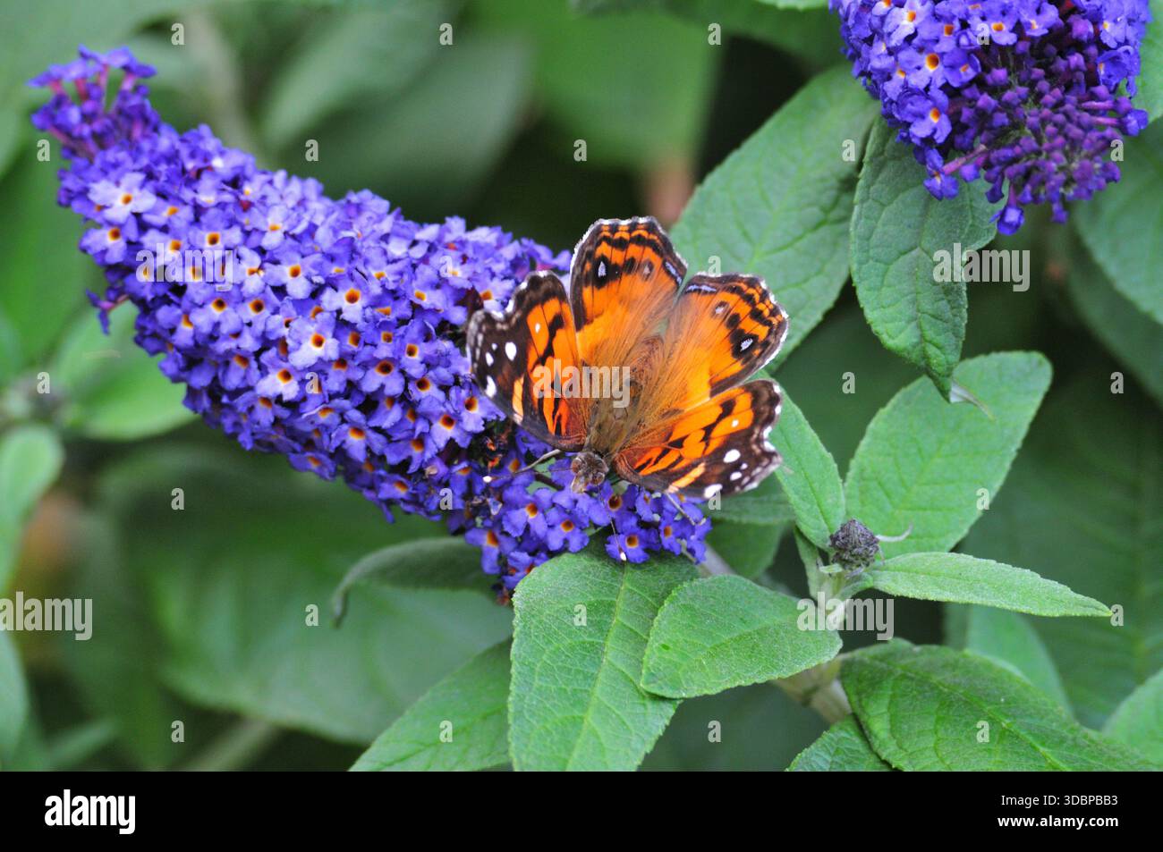 Le papillon et la fleur Banque D'Images