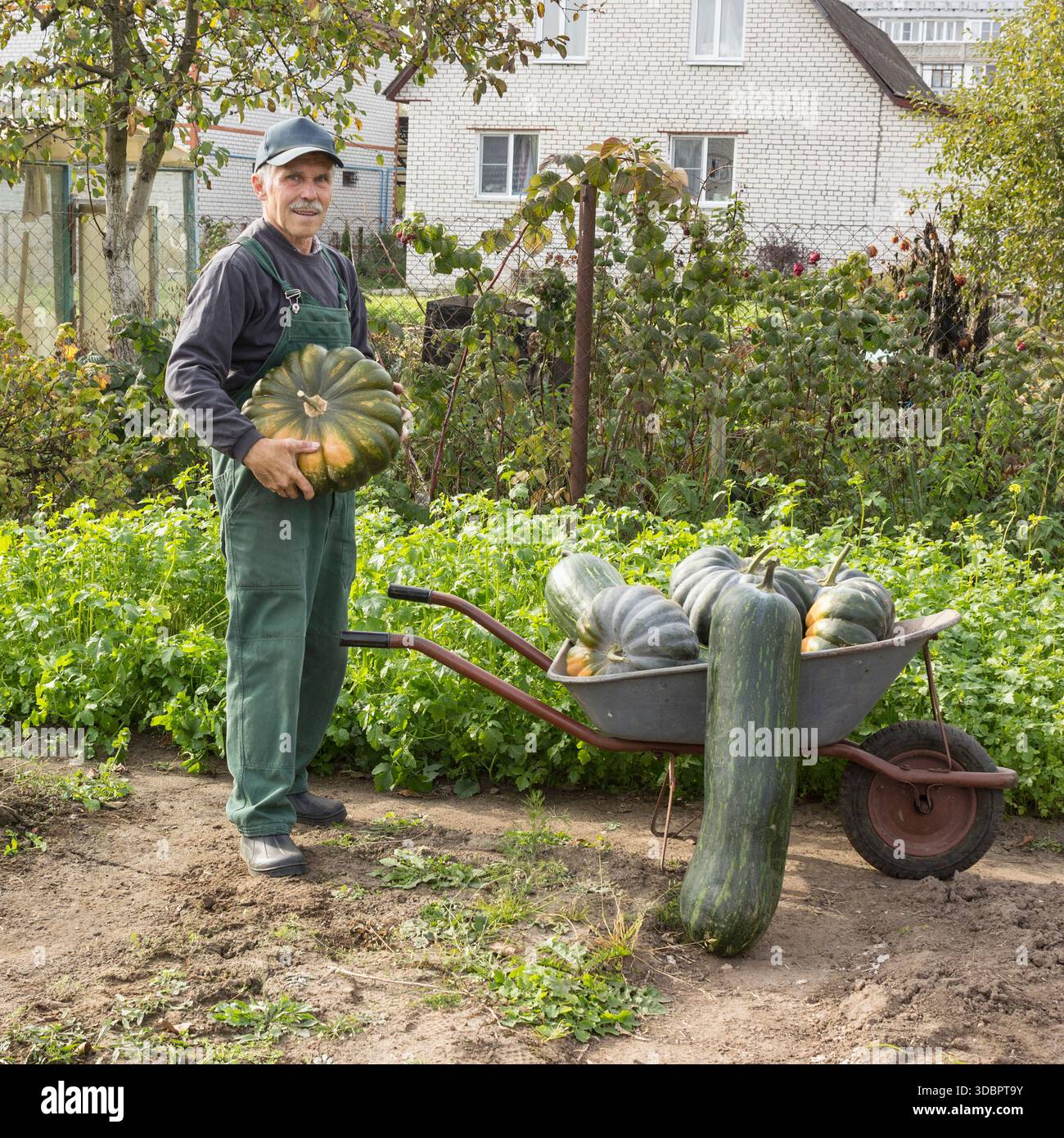 Le pensionné chargea des citrouilles cultivées par lui dans la brouette. Il est déjà surpeuplé Banque D'Images