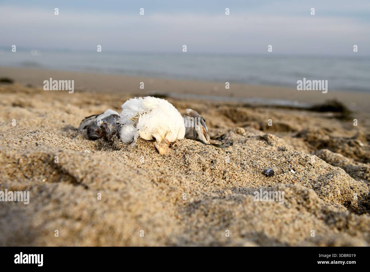 Mouette morte couchée dans le sable, photo-grippe aviaire symbolique Banque D'Images