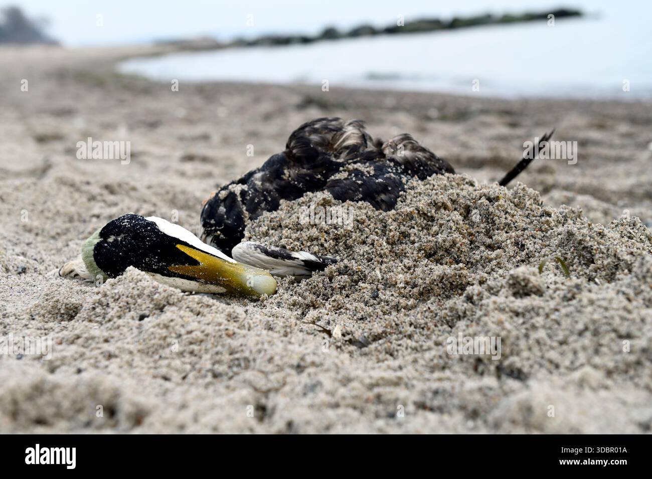 Canard mort couché dans le sable, photo-grippe aviaire symbolique Banque D'Images