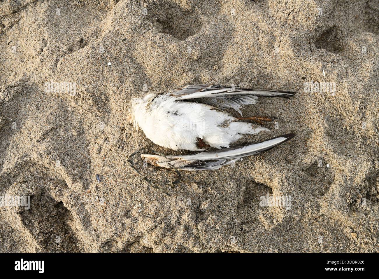 Mouette morte couchée dans le sable, photo-grippe aviaire symbolique Banque D'Images