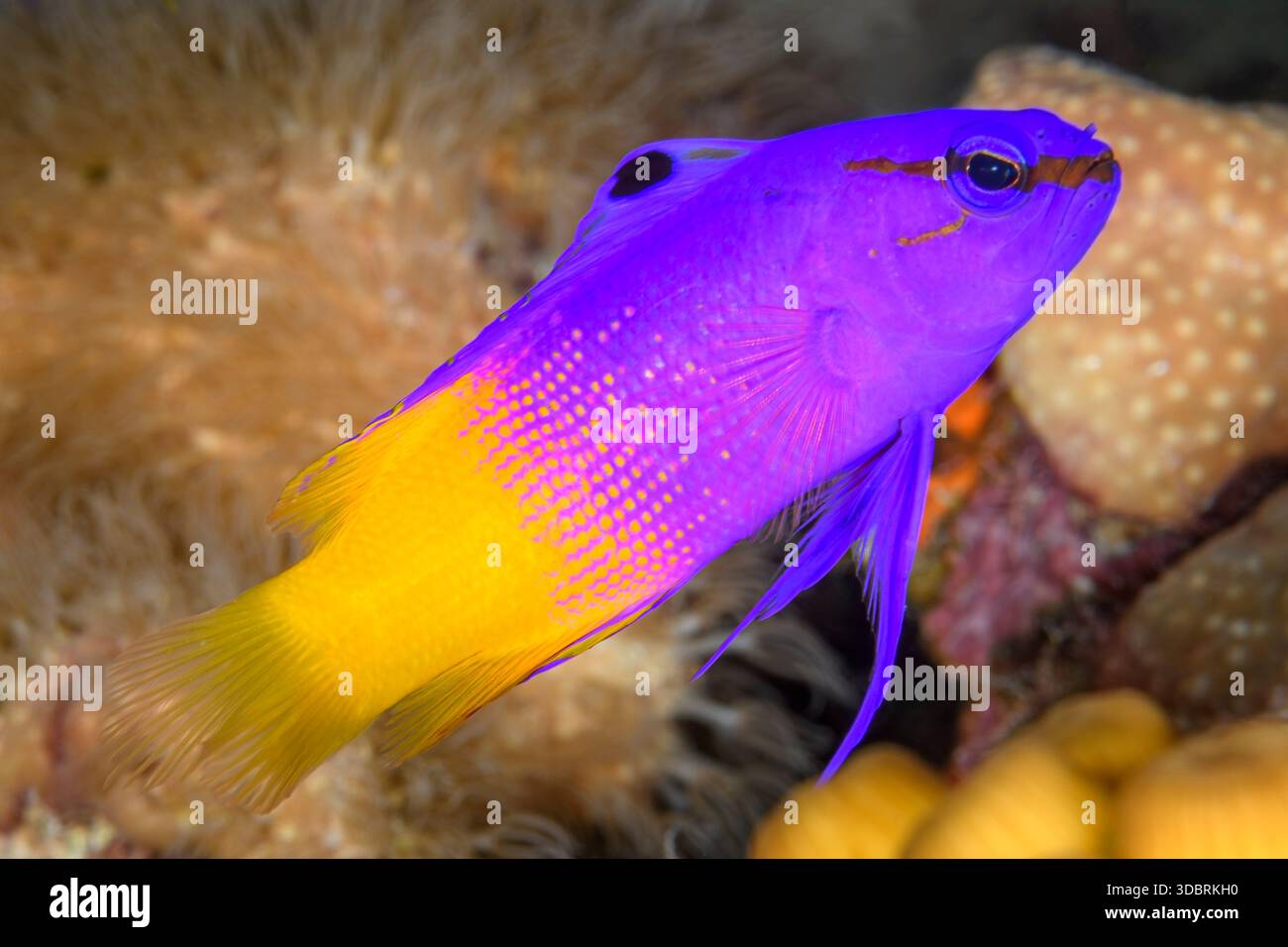 Fairy Basslet, Gramma loreto, Bonaire, pays-Bas des Caraïbes, mer des Caraïbes. Banque D'Images