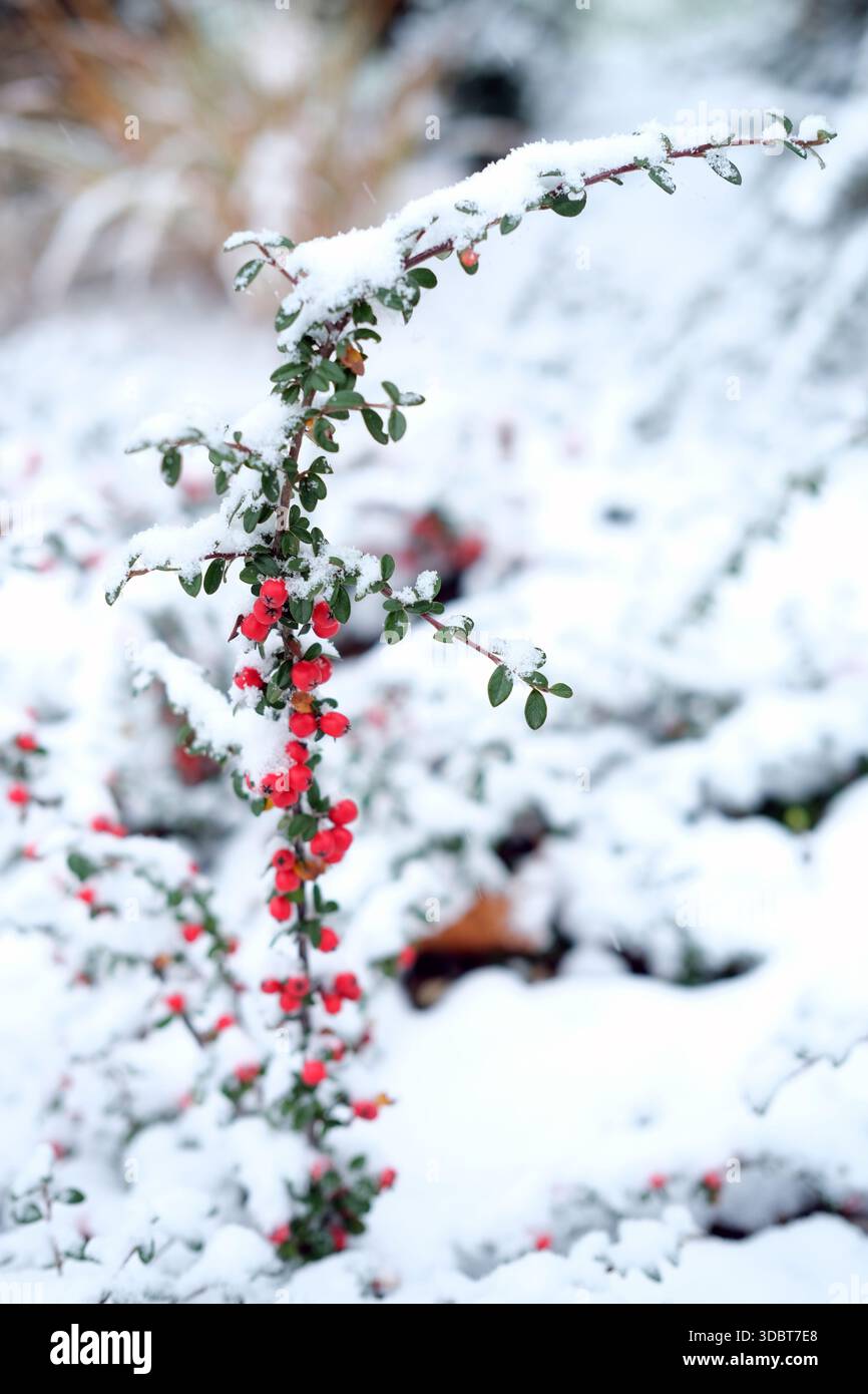 Gros plan d'une branche de plante mince recouverte de neige fraîche et de petites baies rouges, photographiée à l'extérieur en plein jour d'hiver avec une faible profondeur de champ. Banque D'Images