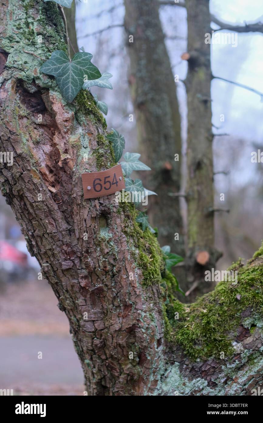 Gros plan d'un tronc d'arbre avec de l'écorce brune rugueuse, de la mousse verte et des feuilles de lierre, montrant une étiquette rectangulaire en métal marquée 654, faible profondeur de champ. Banque D'Images