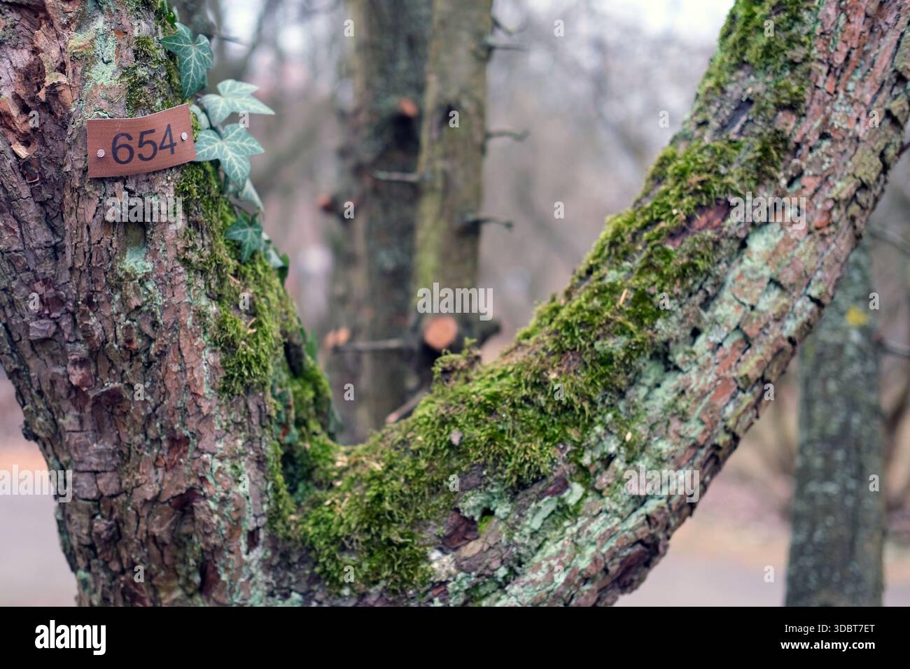 Vue détaillée d'un tronc d'arbre bifurqué avec écorce rugueuse, mousse verte et croissance de lierre, photographié à l'extérieur à la lumière naturelle avec un flou d'arrière-plan doux Banque D'Images
