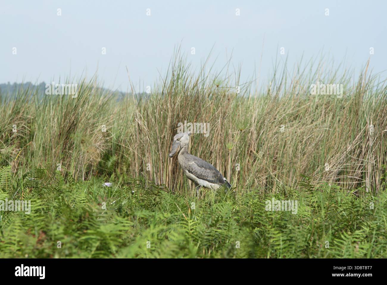 Cigogne Shoebill (Balaeniceps rex) debout dans la végétation des zones humides du marais de Mabamba, Ouganda. Banque D'Images