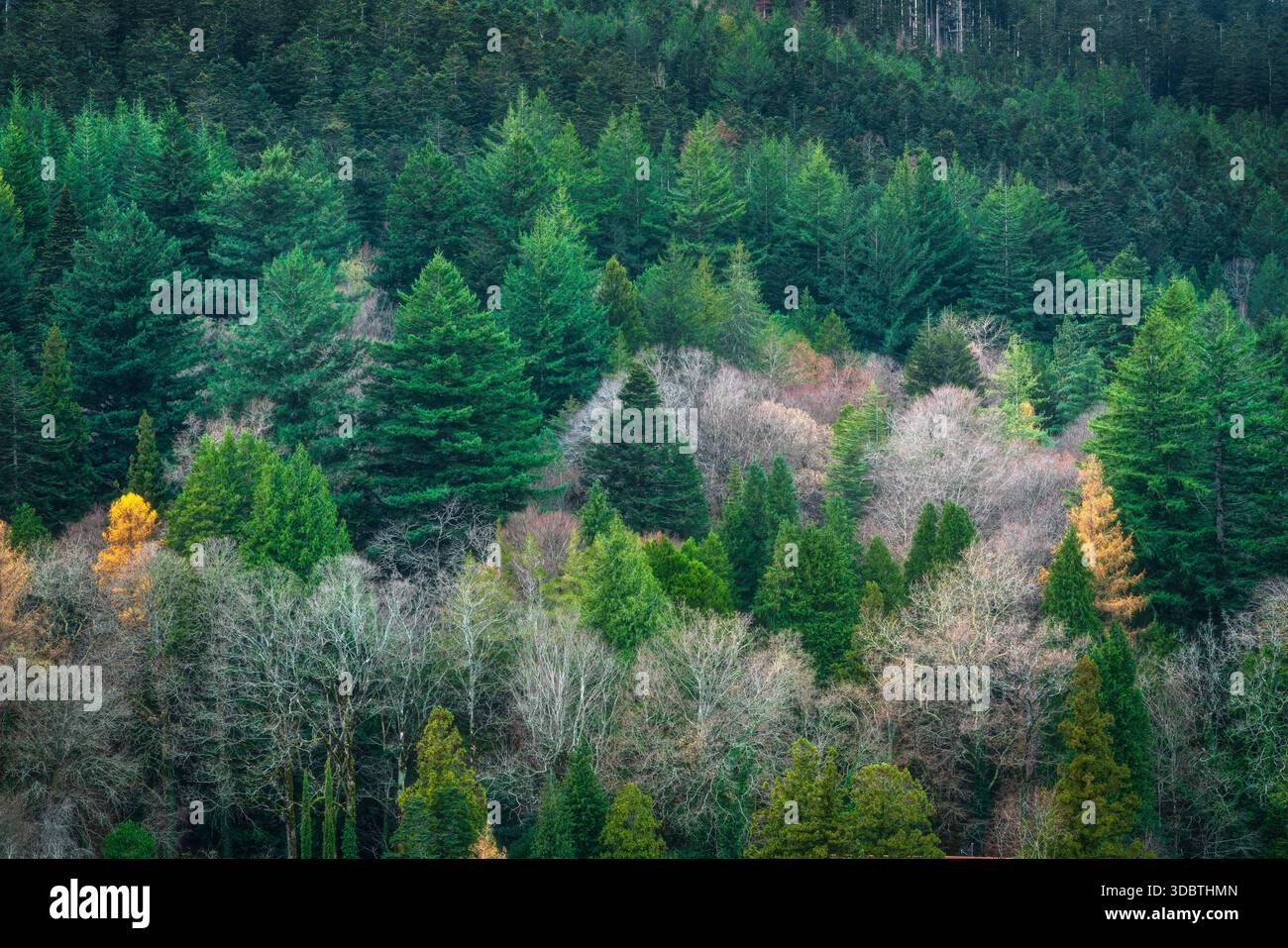 Fond naturel avec un motif de grands troncs d'arbres anciens dans la forêt séculaire de Vallombrosa, Reggello, province de Florence, région de Toscane, Ita Banque D'Images