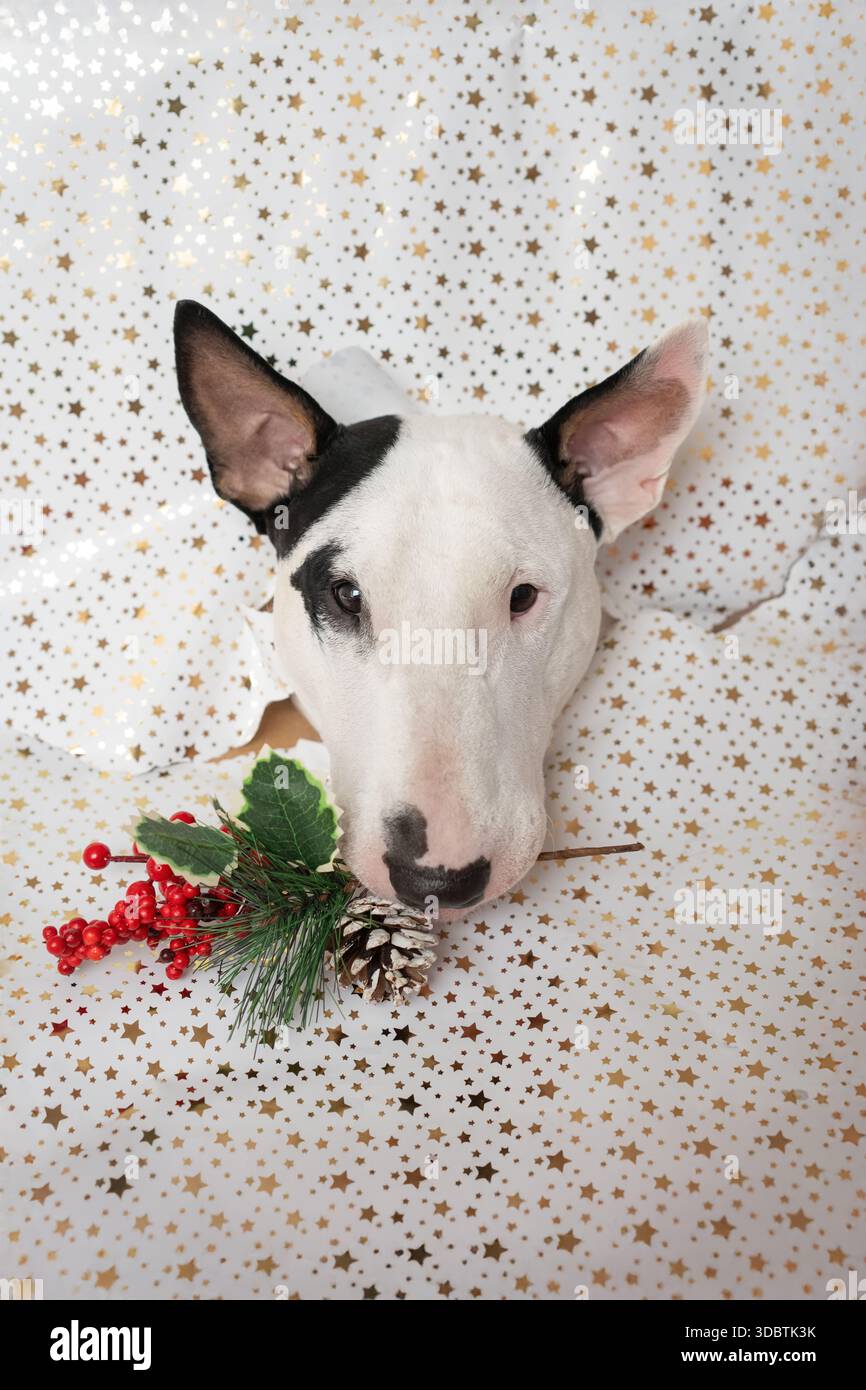 Bull Terrier de Noël ludique avec branche de sapin regardant à travers le papier d'emballage Banque D'Images