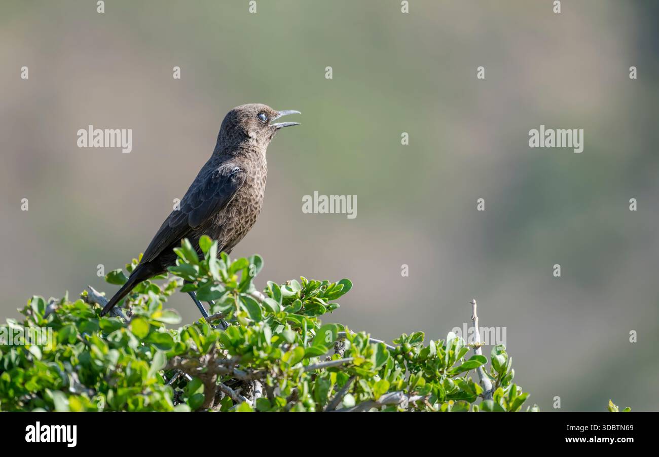 Southern Antereat Chat Myrmecochica sur des feuilles de brousse, tourné dans une lumière brillante de fin de printemps au parc national du mont Camdeboo, Eastern Cape, Afrique du Sud Banque D'Images