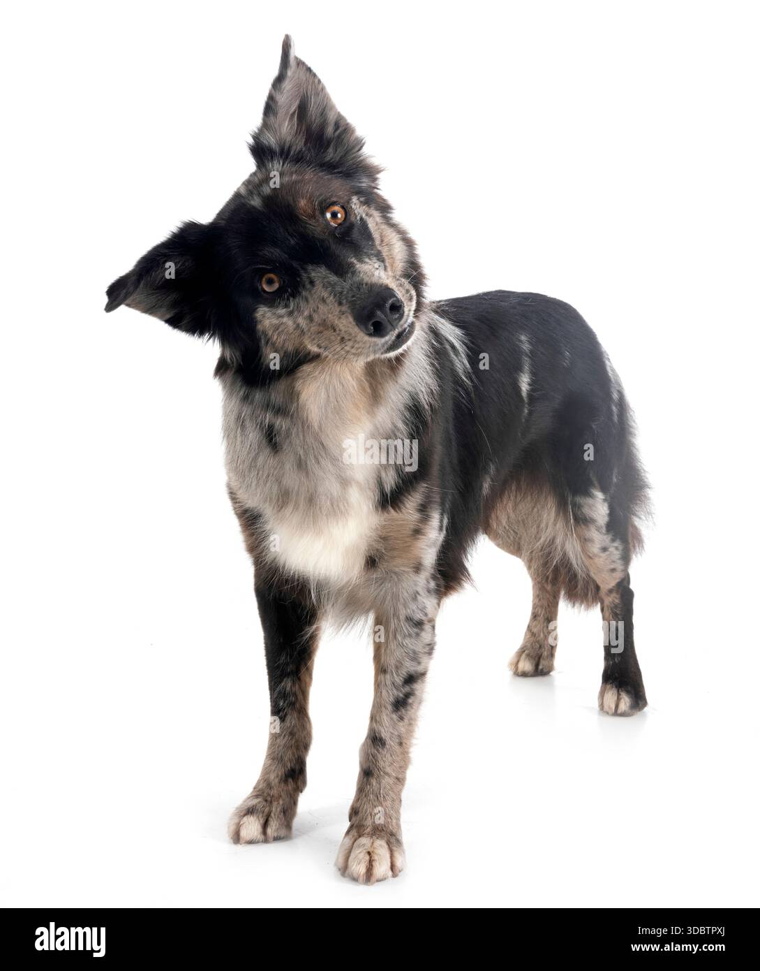 Australian shepherd in front of white background Banque D'Images