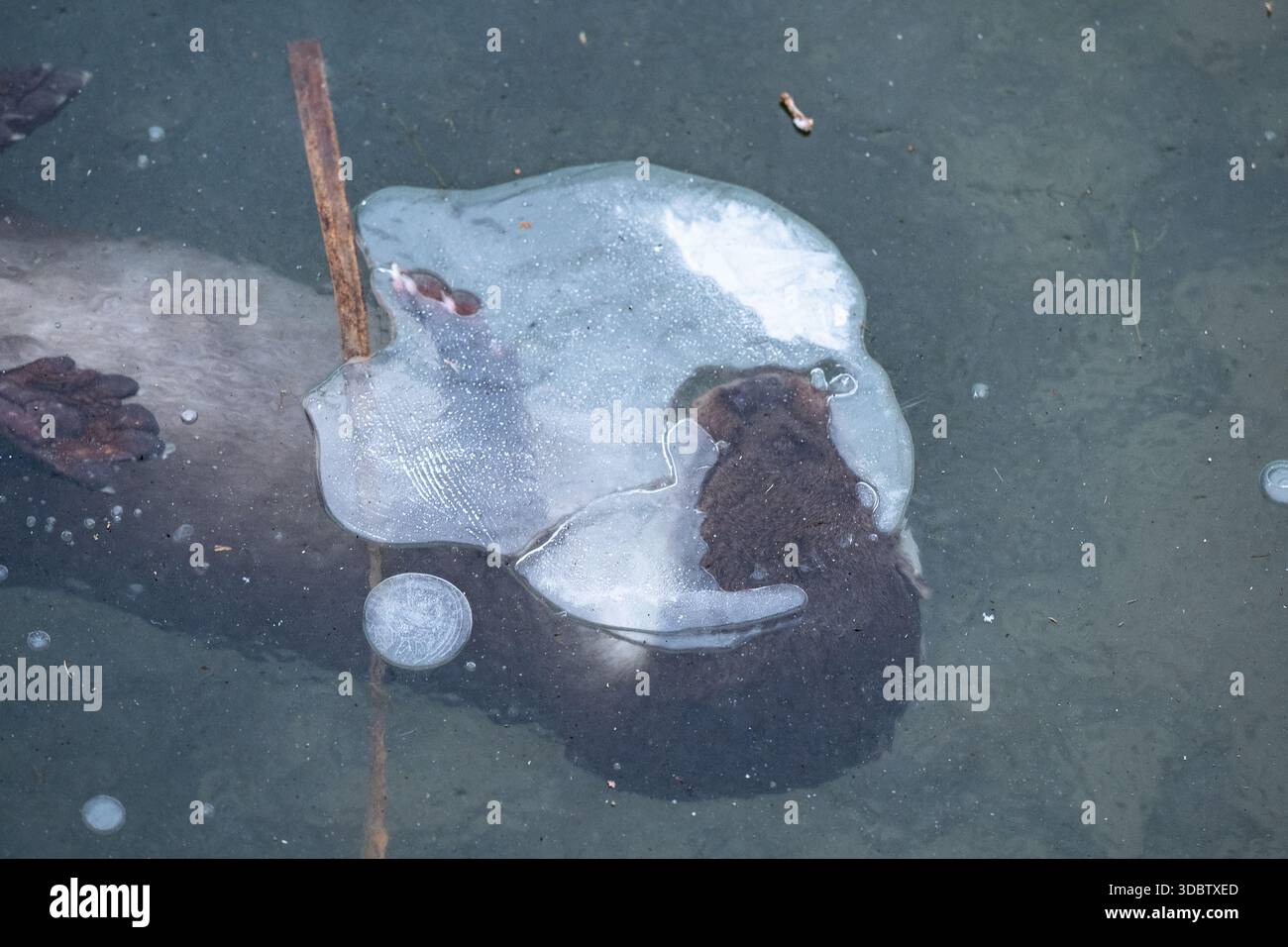 Loutre eurasienne submergée sous de la glace mince dans un étang gelé Banque D'Images