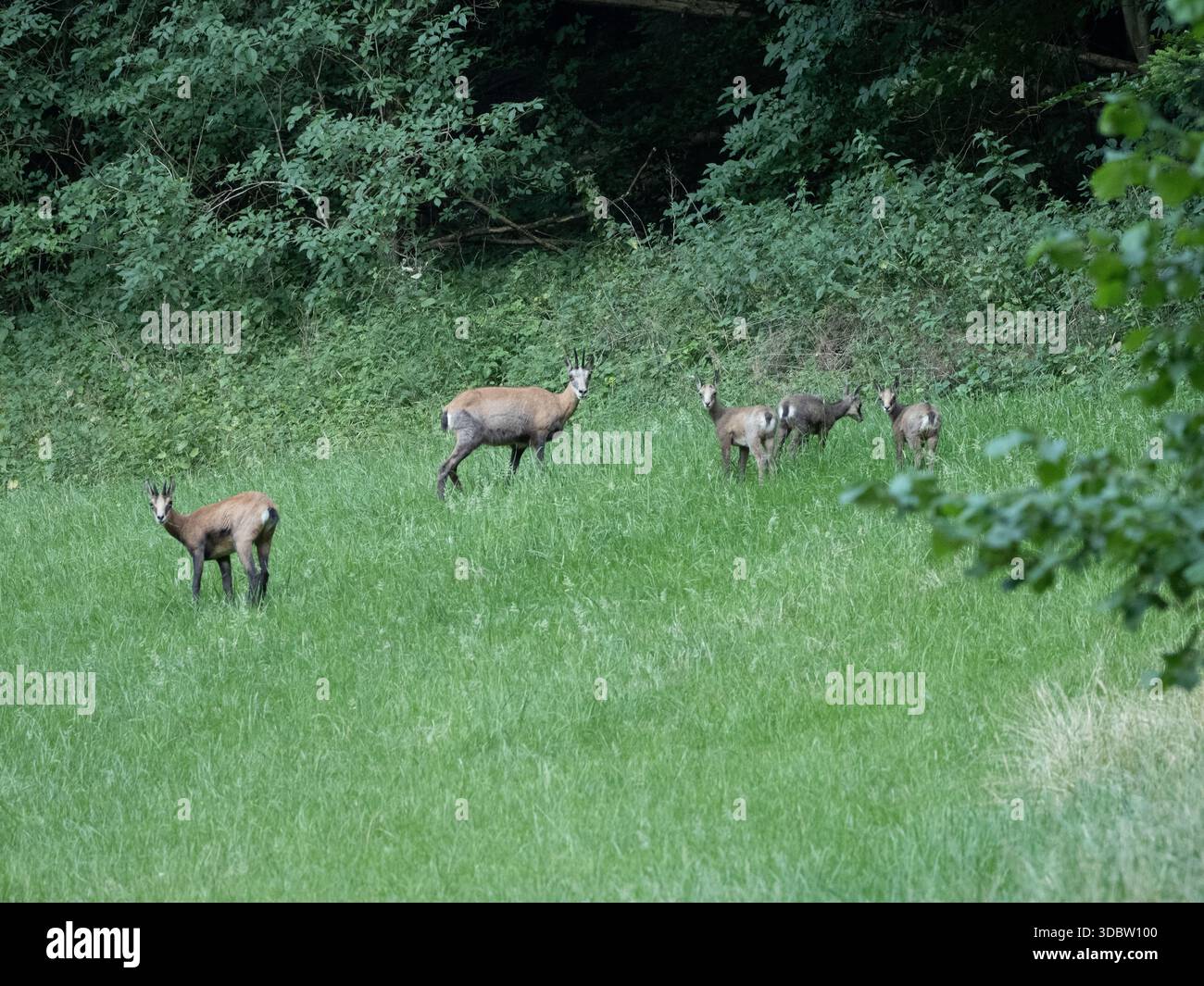 Troupeau de chamois alpins pâturant sur une prairie luxuriante au bord de la forêt en Suisse Banque D'Images
